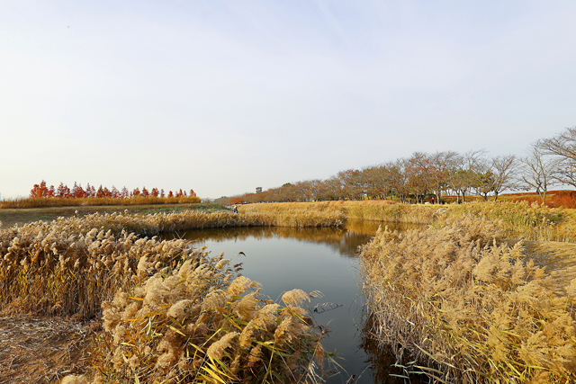 시흥시 갯골생태공원 풍경(포토사진)